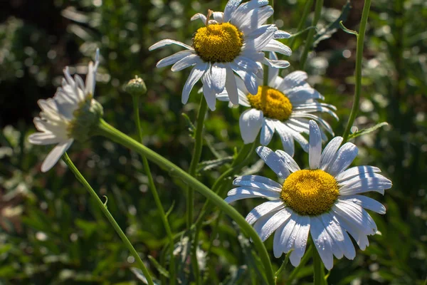 Bahçe papatya çiçek bahçesinde