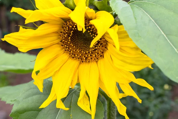 Yaprakların arasında sarı ayçiçeği başı