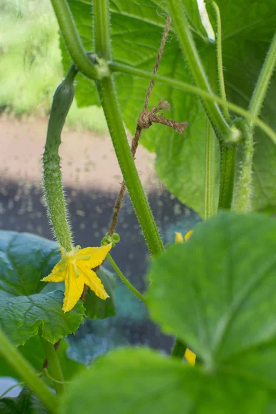 Genç salatalık bir asma bir sera içinde asılı
