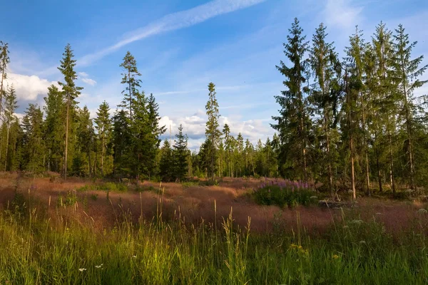 Çam ormanının kıyısında.