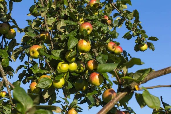dallar mavi gökyüzü olgun elma