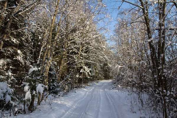 bir orman yolu bir kış orman yoluyla geçer