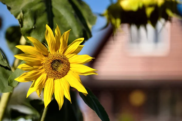 Ripe sunflower flower in bright summer sun on background of rural house out of focus and blue sky with copy space.