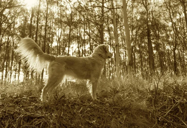 Golden Retriever Hund Skogen Sepia — Stockfoto