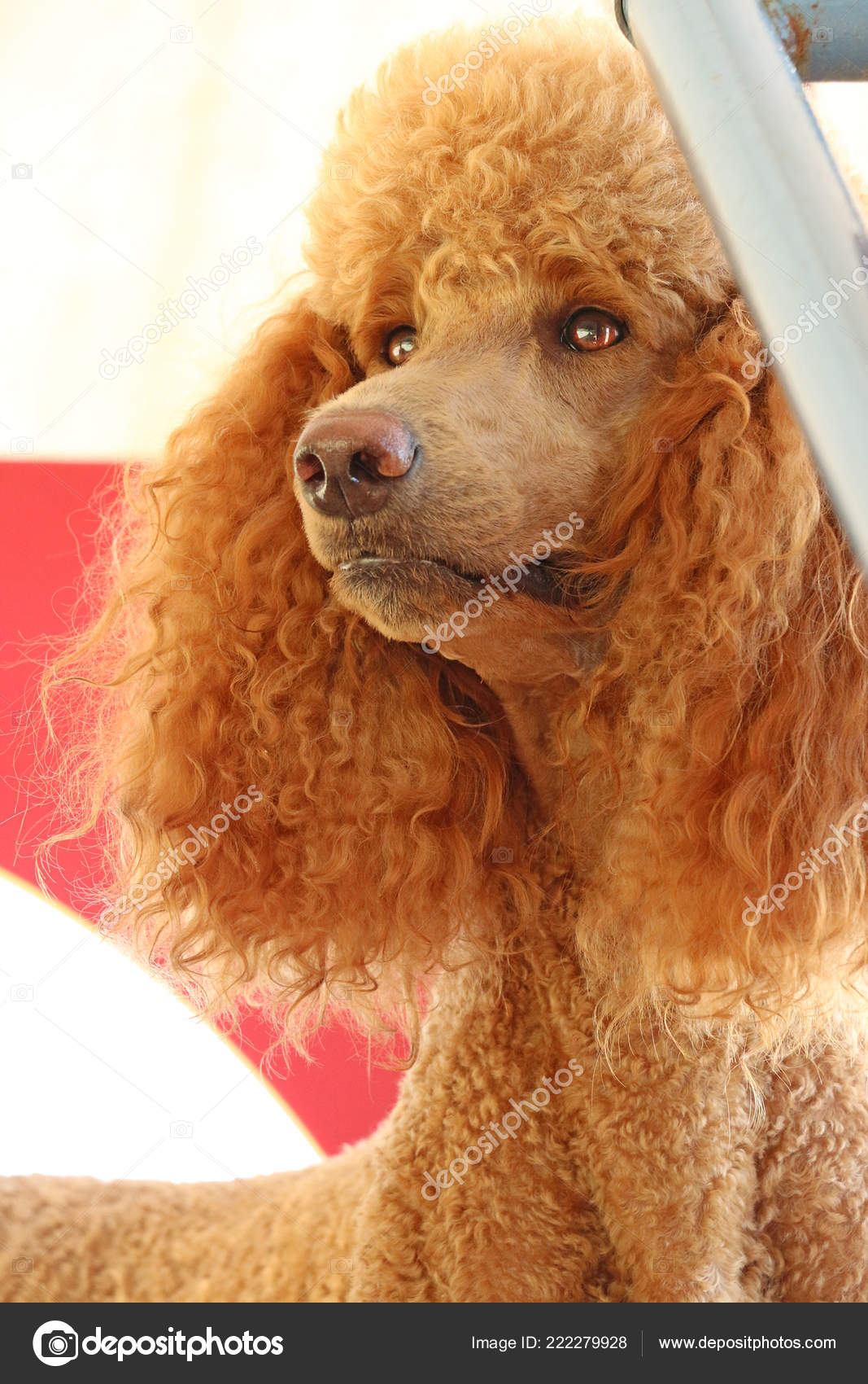 red poodle