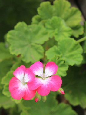 pembe ve beyaz sardunyalar ve tomurcukları çok yeşil yaprakları ve bulanık arka plan