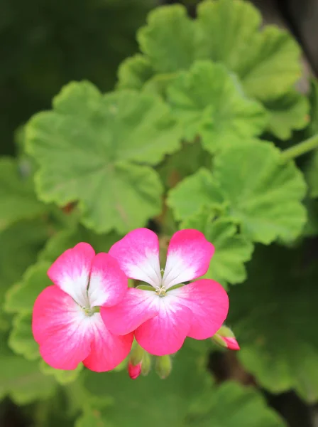 Pink White Geraniums Buds Green Leaves Blurry Background — Stock Photo, Image