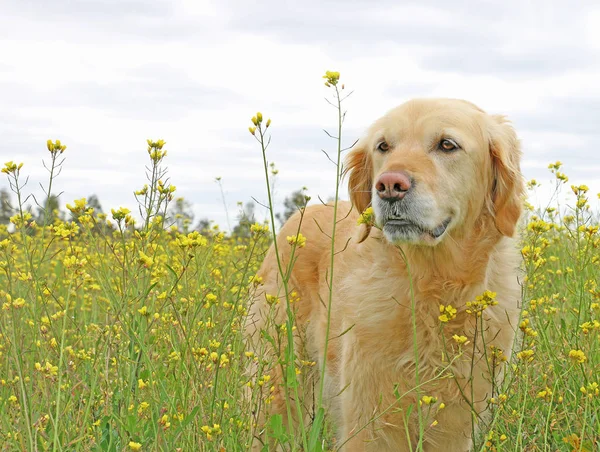 Golden Retriever Σκύλου Ένα Πεδίο Της Κίτρινα Λουλούδια — Φωτογραφία Αρχείου
