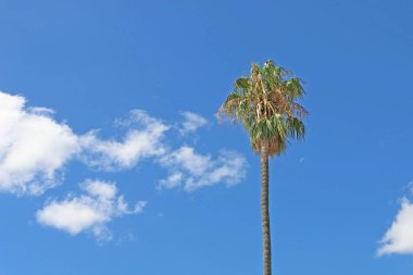 mavi bir bulutlu gökyüzü palmiye ağacı
