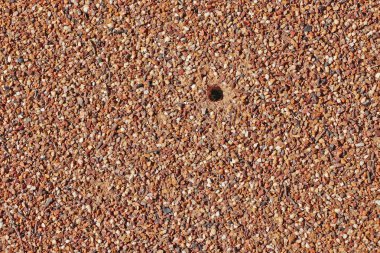 dokulu ant hill arka plan