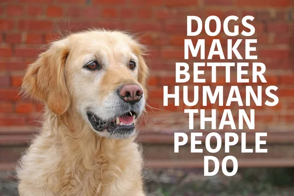 Golden Retriever Cão Com Dizendo Cães Fazer Melhores Seres Humanos — Fotografia de Stock