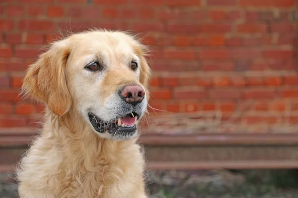 Golden Retriever Hund Tittar Med Suddig Bakgrund — Stockfoto
