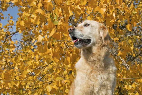 Golden Retriever Hund Med Suddig Gul Höst Löv Bakgrund — Stockfoto