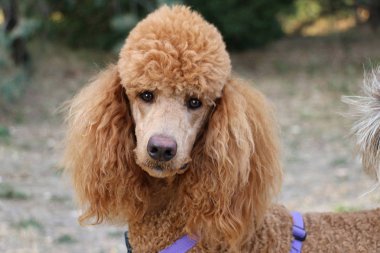 Kırmızı Standart kaniş köpek koşum yürüyüş mor ile seyir