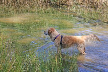 Golden retriever köpek su almak kümes hayvanı için arıyorsunuz