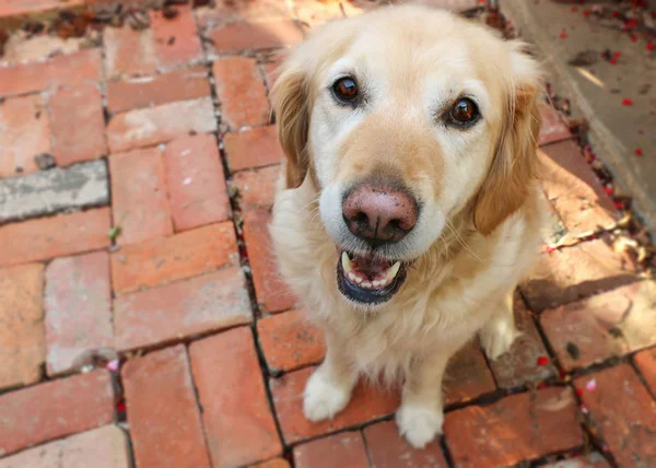 Sett Ned Från Över Glad Leende Guld Återvinna Hund — Stockfoto