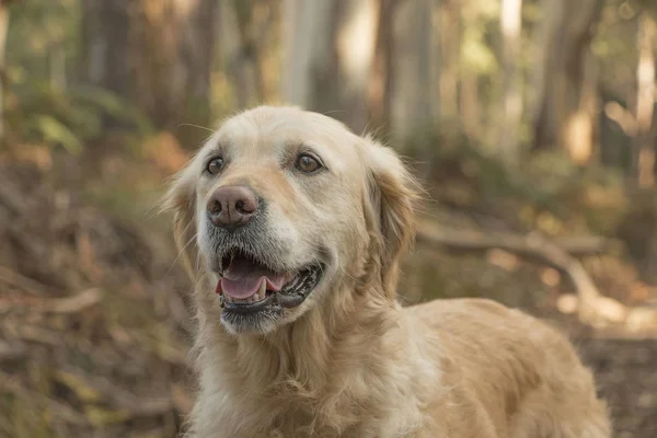 Glada Golden Retriever Hund Skogen — Stockfoto