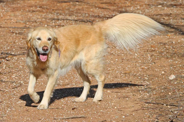 Golden retriever köpek bükük bacak ve kuyruk tüyleri ile