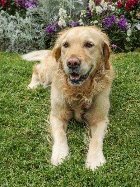 Golden retriever dog lying on green grass with flower background