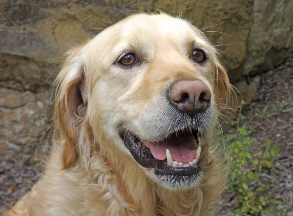 Leende Söker Golden Retriever Hund — Stockfoto