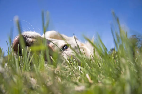 Golden Retriever Pies Leżał Trawie Patrząc Poziomu Trawy — Zdjęcie stockowe