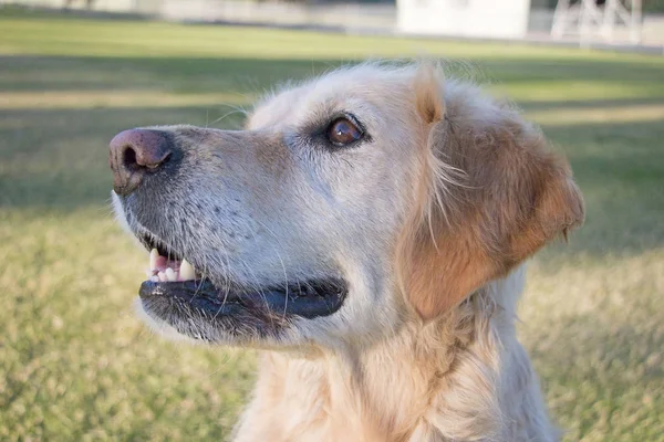 Golden Retriever Hund Alert Titta Och Titta — Stockfoto