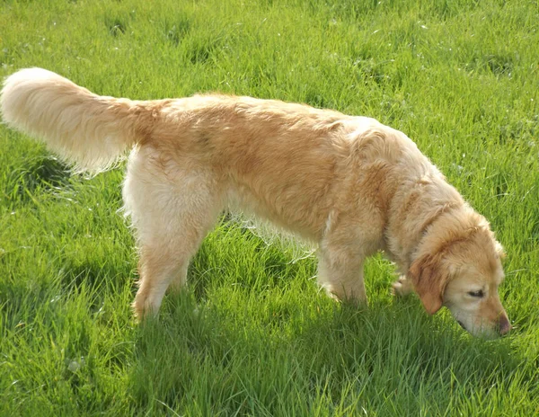 Altın retriever köpek yeşil çim koklama