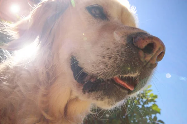 太陽の下でのゴールデンレトリバー犬の Selfie スタイルのソーシャルメディアの写真 — ストック写真