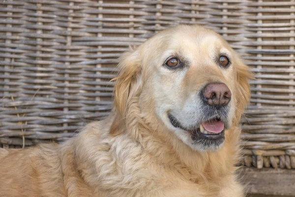 Glada Golden Retriever Hund Med Flätade Bakgrund — Stockfoto