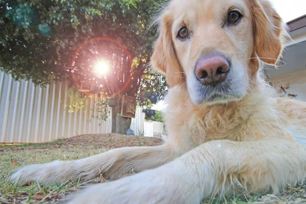 Golden Retriever Hund Tittar Osäker Med Bländning — Stockfoto