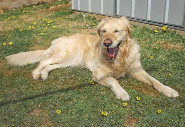 golden retriever köpek gözlerle esneme çimenlerin üzerinde kapalı