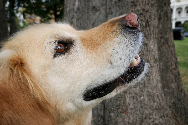Golden Retriever Hund Ute Och Titta — Stockfoto