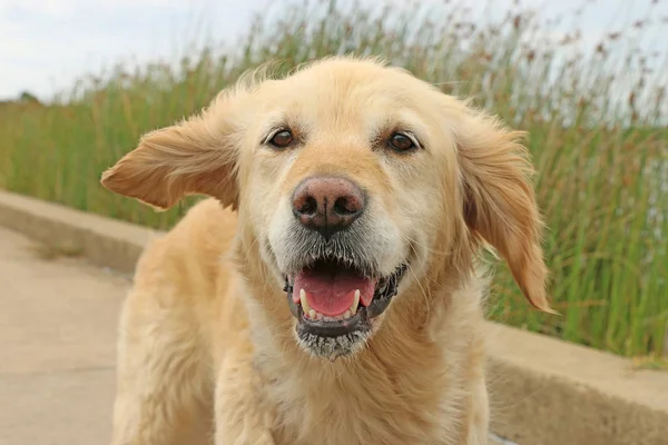 Glad Leende Golden Retriever Hund Med Öron Som Blåser Vinden — Stockfoto