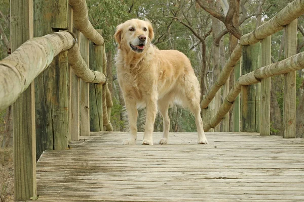 Golden Retriever hund glad leende på träbro — Stockfoto