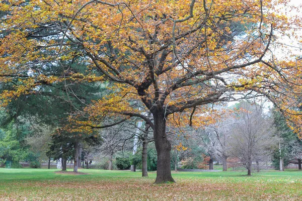 Красочные деревья в парке осенью — стоковое фото