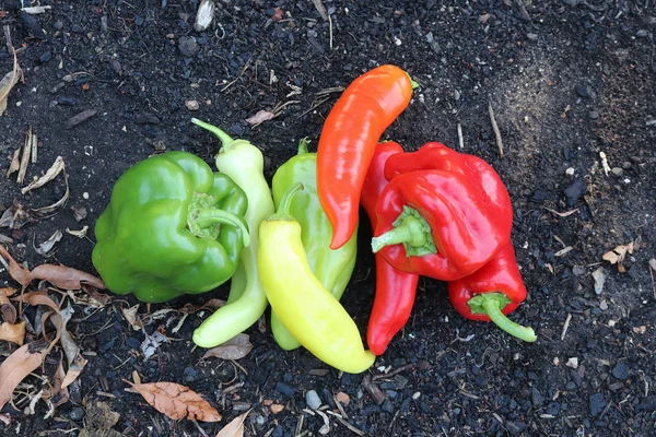 Red, orange, yellow and green capsicum vegetables on garden soil — Stock Photo, Image