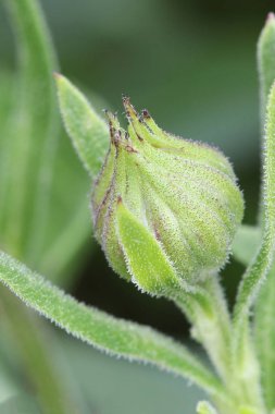 bulanık arka plan ile bir Afrika Papatya çiçek açılmamış yeşil tomurcuk yakın çekim