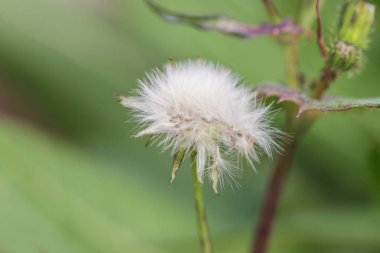 bir Karahindiba (Taraxacum) çiçek tohumlu başının yakın çekim