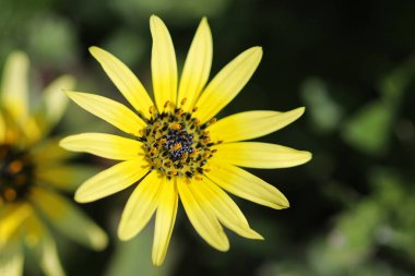 sarı pelerinli çiçeğin stamen üzerinde polen (Arctotheca calendula)