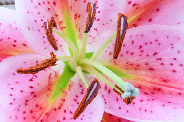 Primo piano di polline di stame su un giglio orientale rosa — Foto Stock