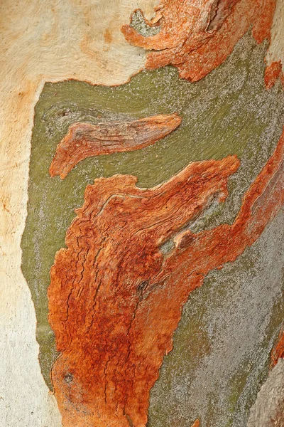 Tree bark textured background — Stock Photo, Image