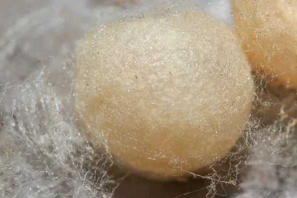 Мешок из паучьего яйца в шелковой паутине — стоковое фото