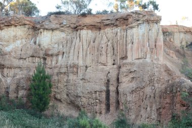 Red Hill antik tortu 1851 Mount Alexander altın acele site oldu