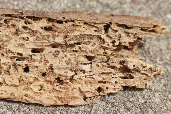 Termite damaged timber showing holes and tunnels made by the wood chewing insects — Stock Photo, Image