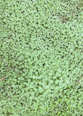 oxalis olulunun trifoliat yaprakları