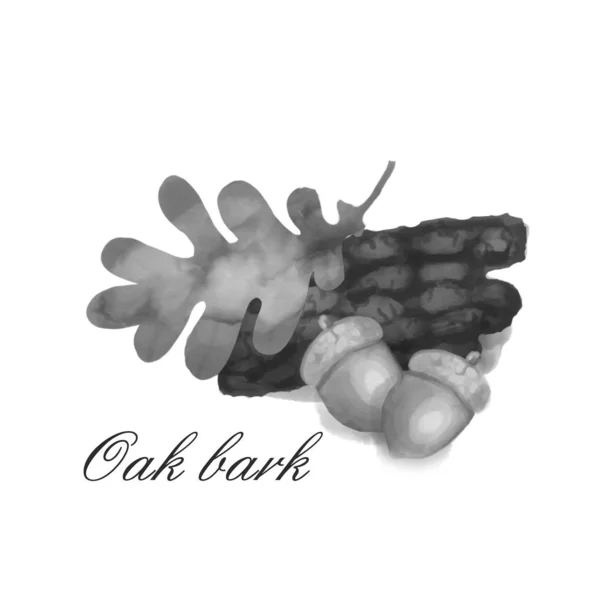 Oak hand drawn illustration black and white isolated on white background — Stock Photo, Image