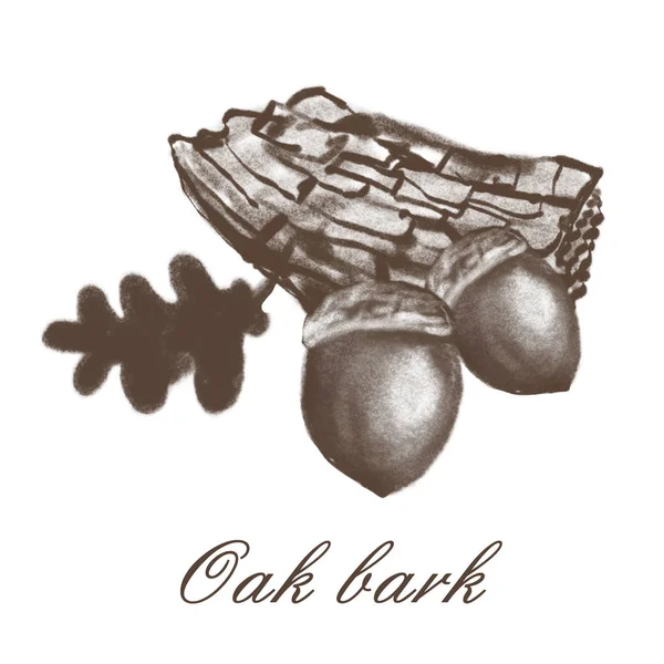 Oak hand drawn illustration one color style isolated on white background — Stock Photo, Image