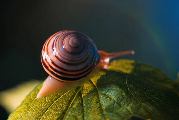 Beau escargot dans la nature — Photo