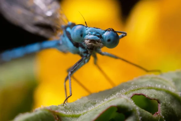 美丽的蜻蜓在自然界中 近距离宏观摄影 — 图库照片