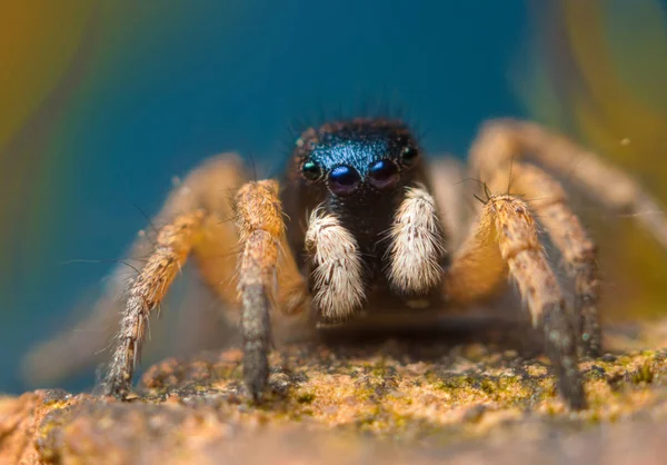 Aranha Saltando Fundo Brilhante Natureza — Fotografia de Stock